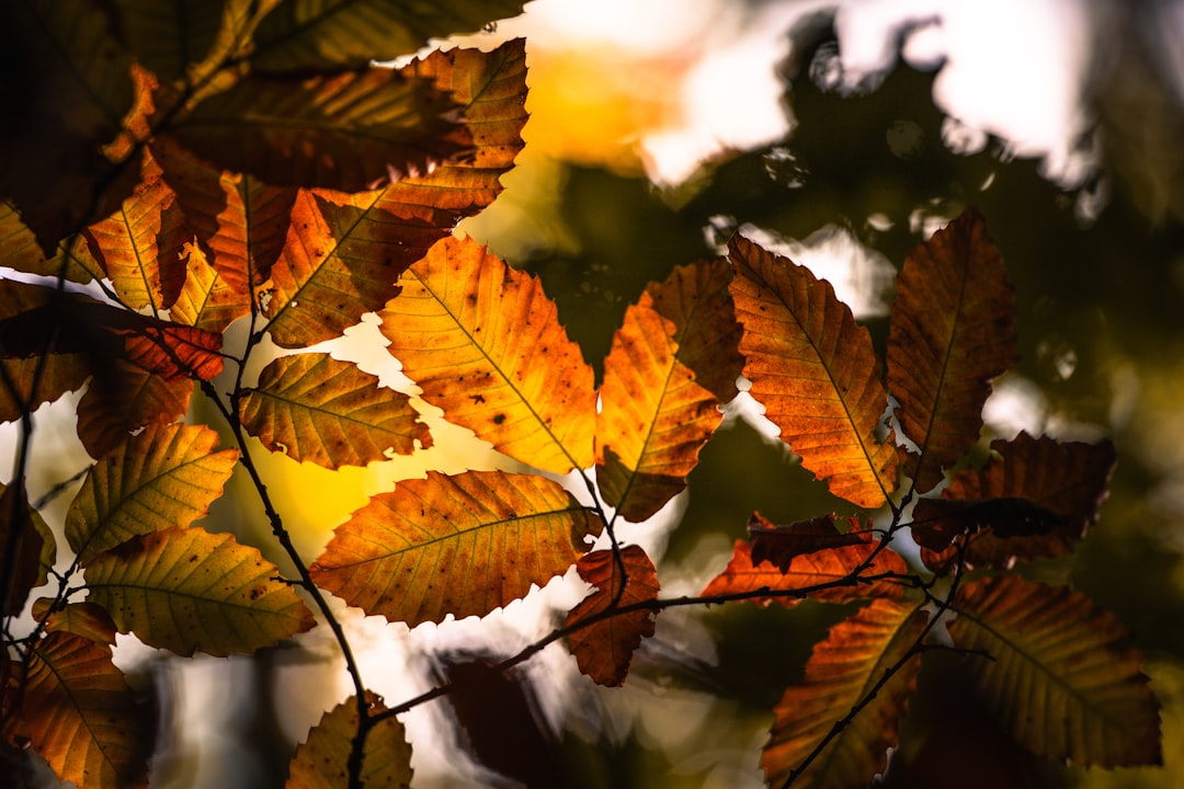 Photoshoot makeup service